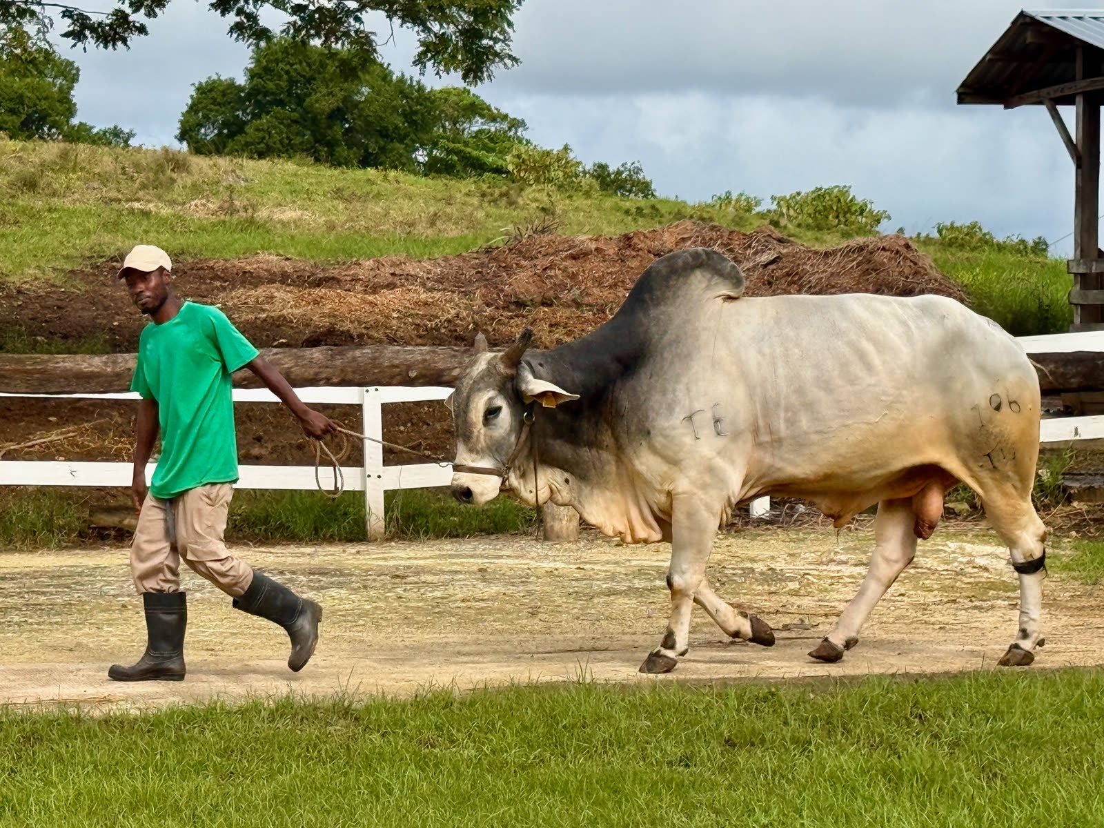 Clonagem bovina