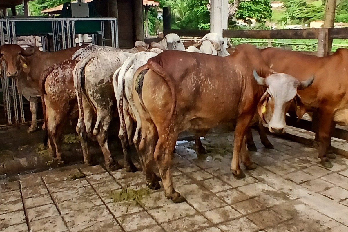 Avaliação técnica de bovino de alto valor genético